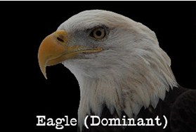 eagle bird personality